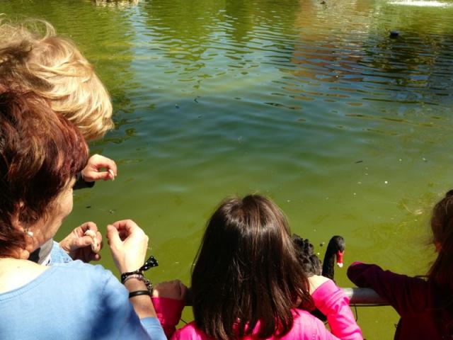 damos de comer a los patos